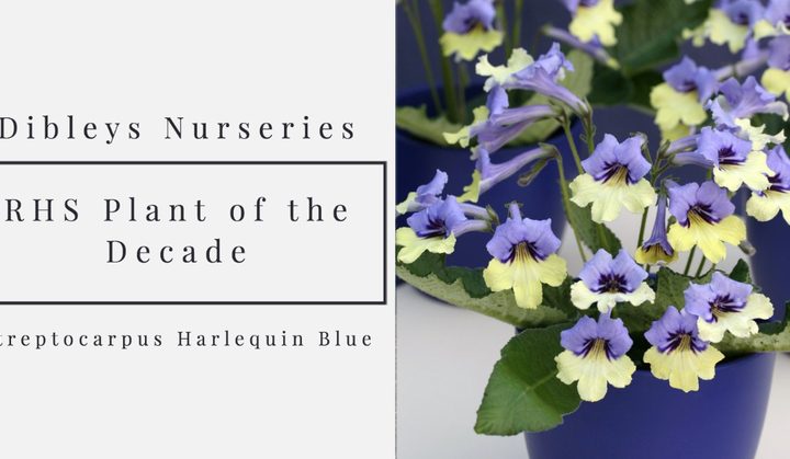 실내 정원-So excited that our Streptocarpus, Harlequin Blue, has just been named as RHS Plant of the Decade. Monty Don announced it on the RHS Virtual Flower Show coverage tonight on. 